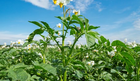Maleic hydrazide as a potato sprout suppressant